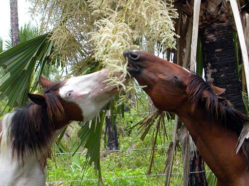 Abaco Barb Horses